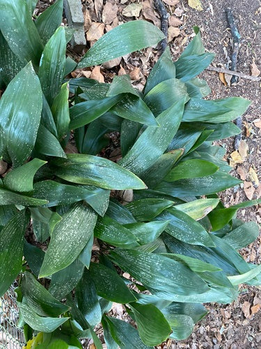 Schusterpalme — Bild 5