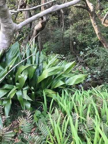 Schusterpalme — Bild 4