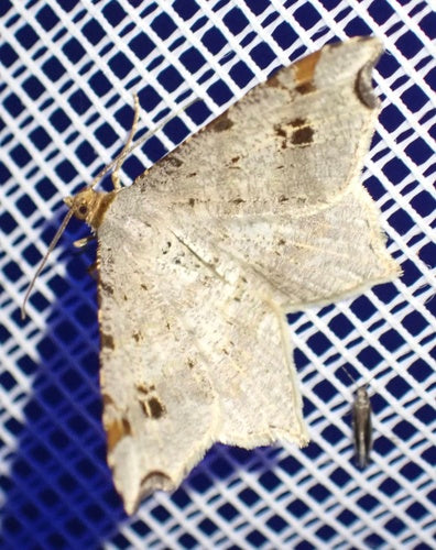 Schwärzepilze — Bild 2 von 39
