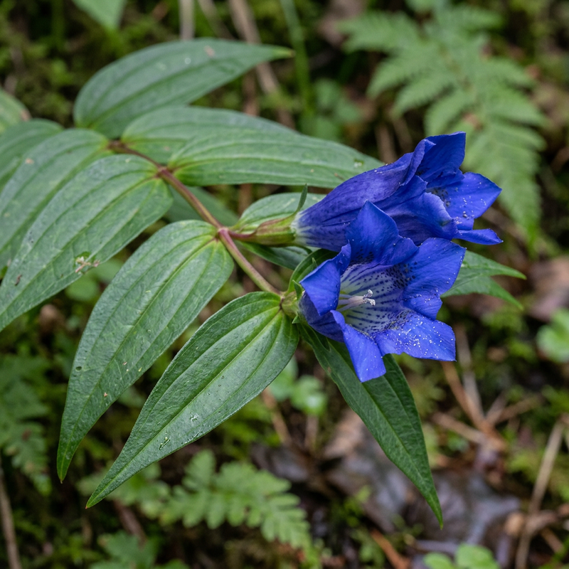Schwalbenwurz-Enzian (Gentiana asclepiadea), KI-Illustration