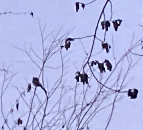 Schwanzmeise — Bild 3