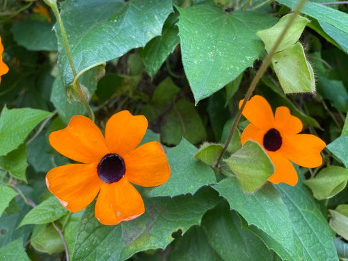 Schwarzaeugige Susanne — Bild 4