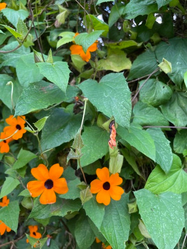 Schwarzaeugige Susanne — Bild 3