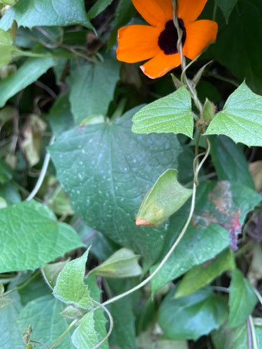 Schwarzaeugige Susanne — Bild 2