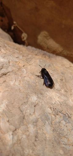Schwarze Mörtelbiene — Bild 5