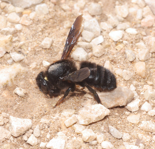 Schwarze Mörtelbiene — Bild 3