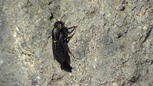 Schwarze Mörtelbiene — Bild 4