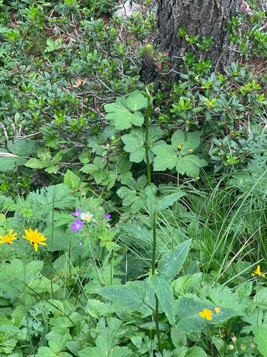 Schwarze Teufelskralle — Bild 5 von 9
