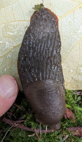Schwarze Wegschnecke — Bild 1 von 8