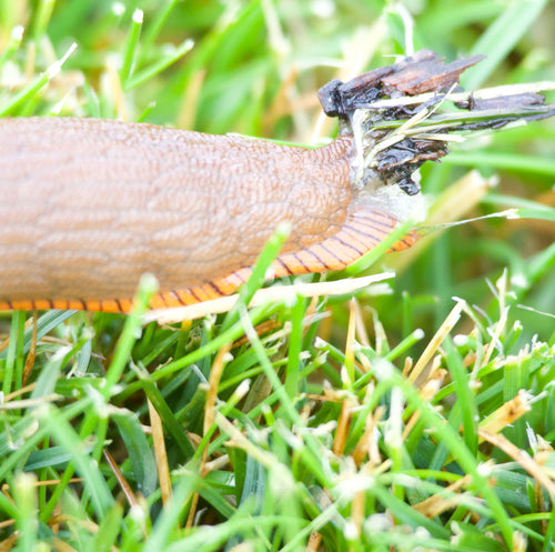 Schwarze Wegschnecke — Bild 5 von 8