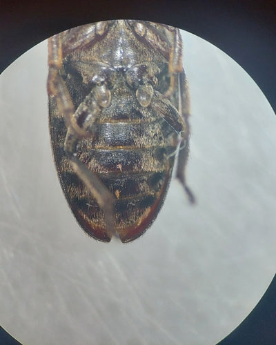 Schwarzer Speckkäfer — Bild 5