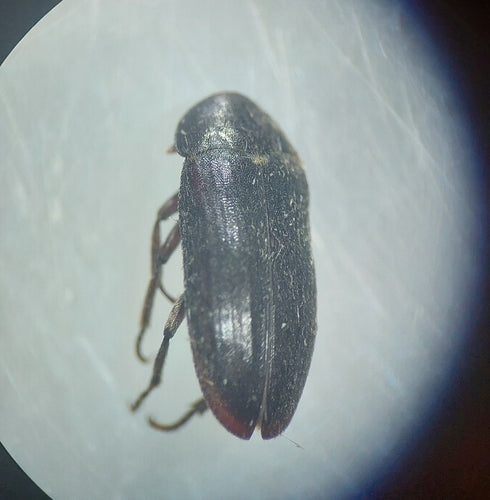 Schwarzer Speckkäfer — Bild 4