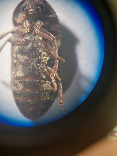 Schwarzer Speckkäfer — Bild 3