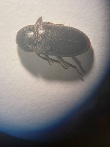 Schwarzer Speckkäfer — Bild 2