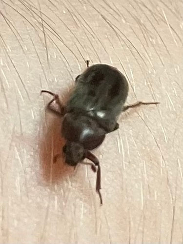 Schwarzer Speckkäfer — Bild 1