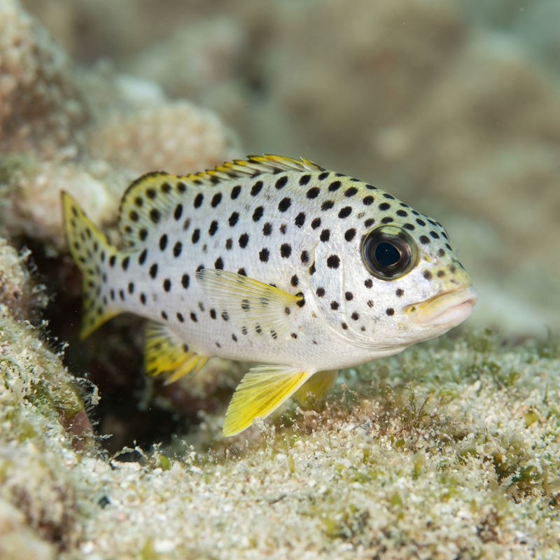 Schwarzgepunkteter Süßlippenfisch
