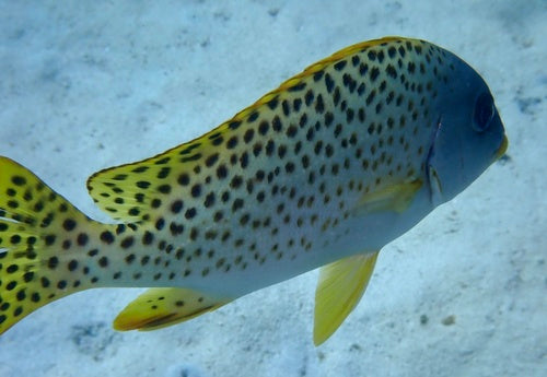 Schwarzgepunkteter Süßlippenfisch — Bild 5