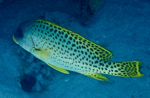 Schwarzgepunkteter Süßlippenfisch — Bild 4