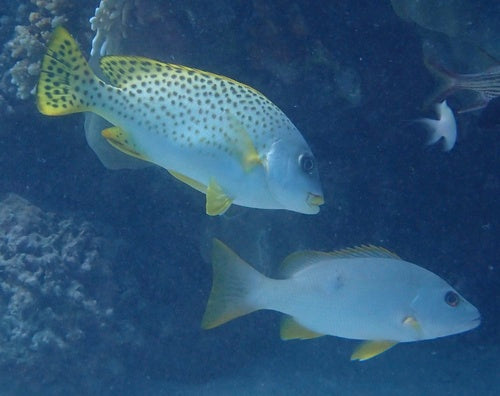 Schwarzgepunkteter Süßlippenfisch — Bild 3
