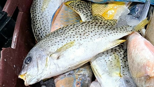 Schwarzgepunkteter Süßlippenfisch — Bild 2