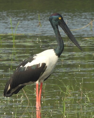 Schwarzhalsstorch — Bild 2 von 8