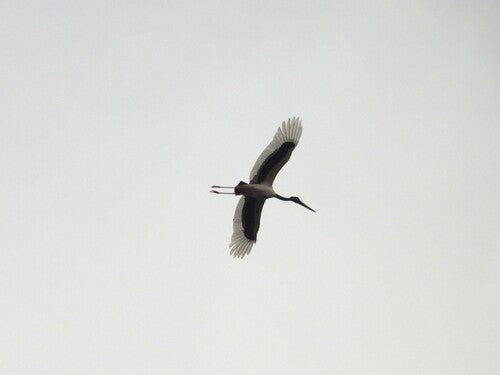 Schwarzhalsstorch — Bild 4 von 8
