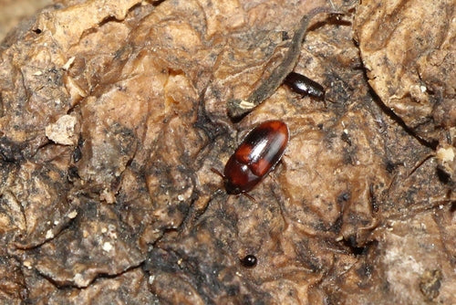 Schwarzkäfer — Bild 4 von 52