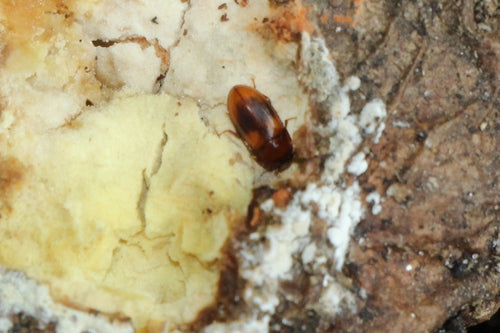Schwarzkäfer — Bild 3 von 52