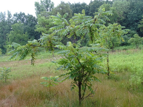 Schwarznuss — Bild 1