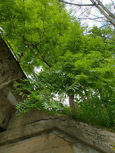 Schwarznuss — Bild 5