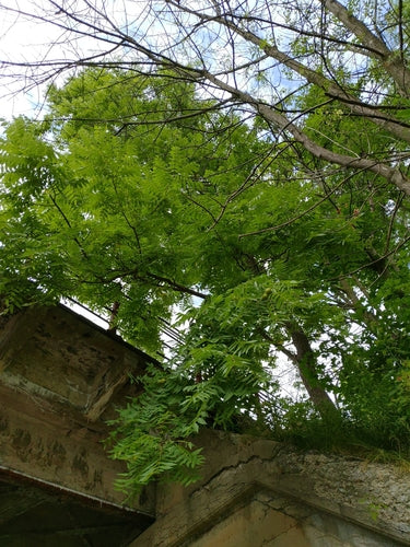 Schwarznuss — Bild 4