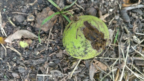Schwarznuss — Bild 3