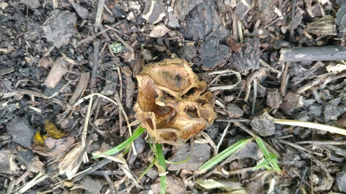 Schwarznuss — Bild 2