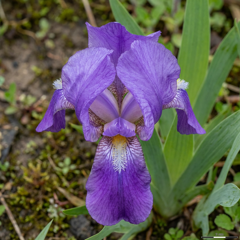 Schwertlilie (Gattung)