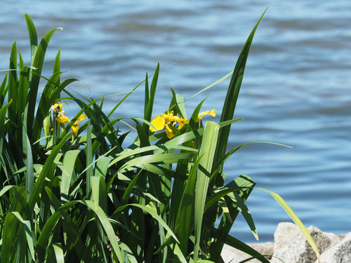 Schwertlilie (Gattung) — Bild 3