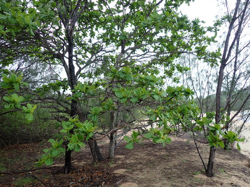 Seemandelbaum — Bild 5