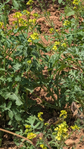 Senfpflanze — Bild 3