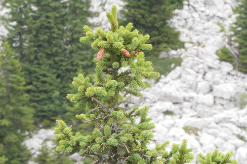 Serbische Fichte — Bild 2