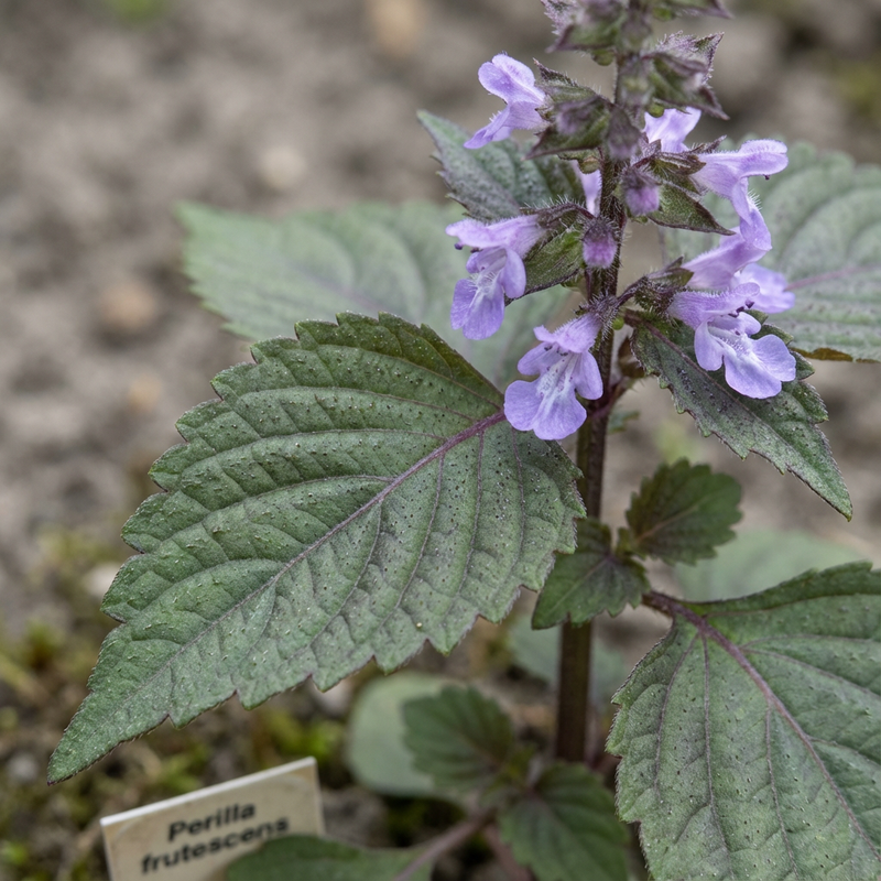 Shiso