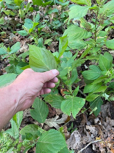 Shiso — Bild 4