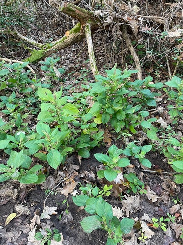 Shiso — Bild 5