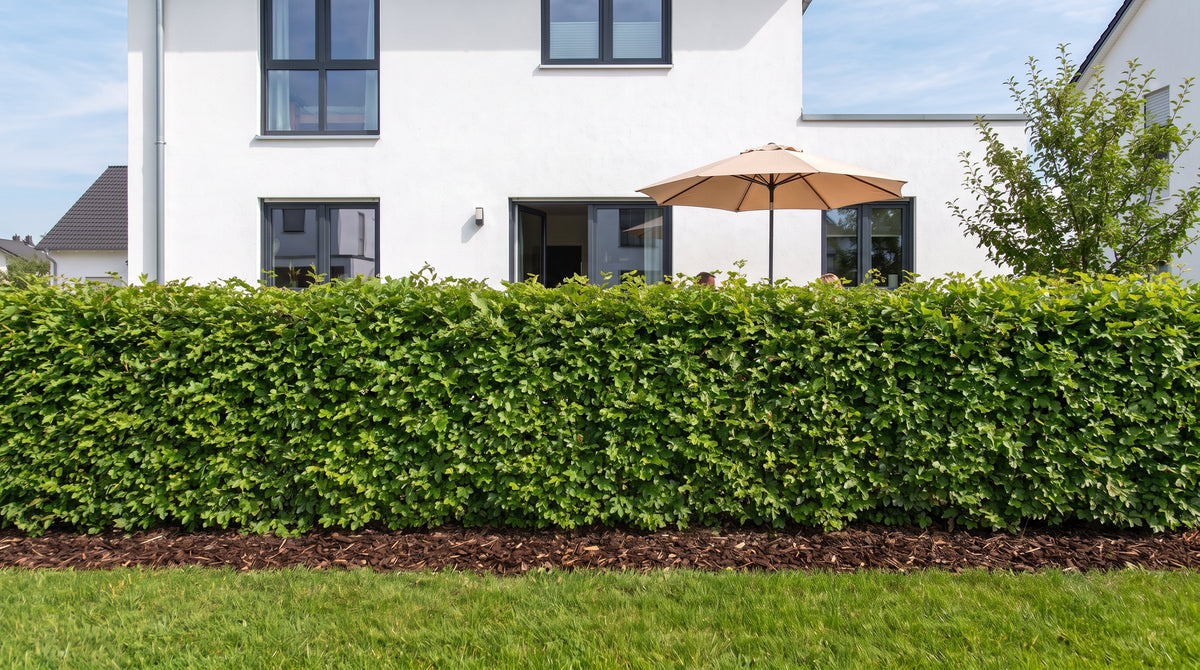 Feldahorn als 1,80 m hohe Hecke (Sommer) vor der Terrasse der Nachbarn – KI-Visualisierung