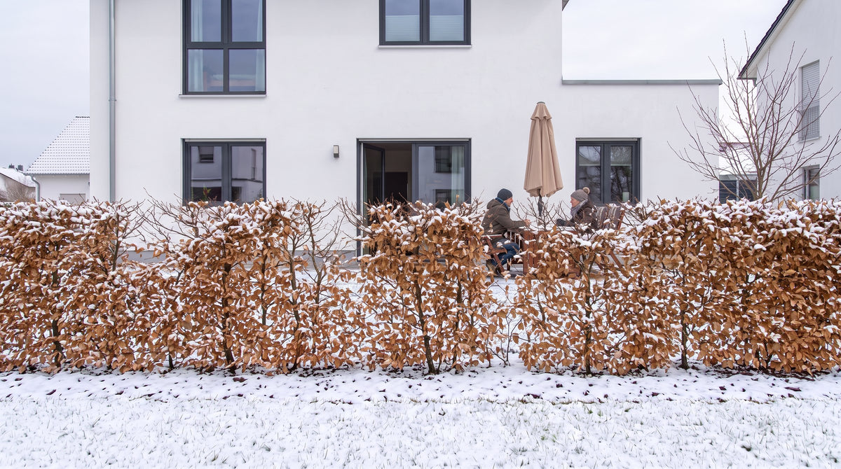 Hainbuche als 1,80 m hohe Hecke (Winter) vor der Terrasse der Nachbarn – KI-Visualisierung