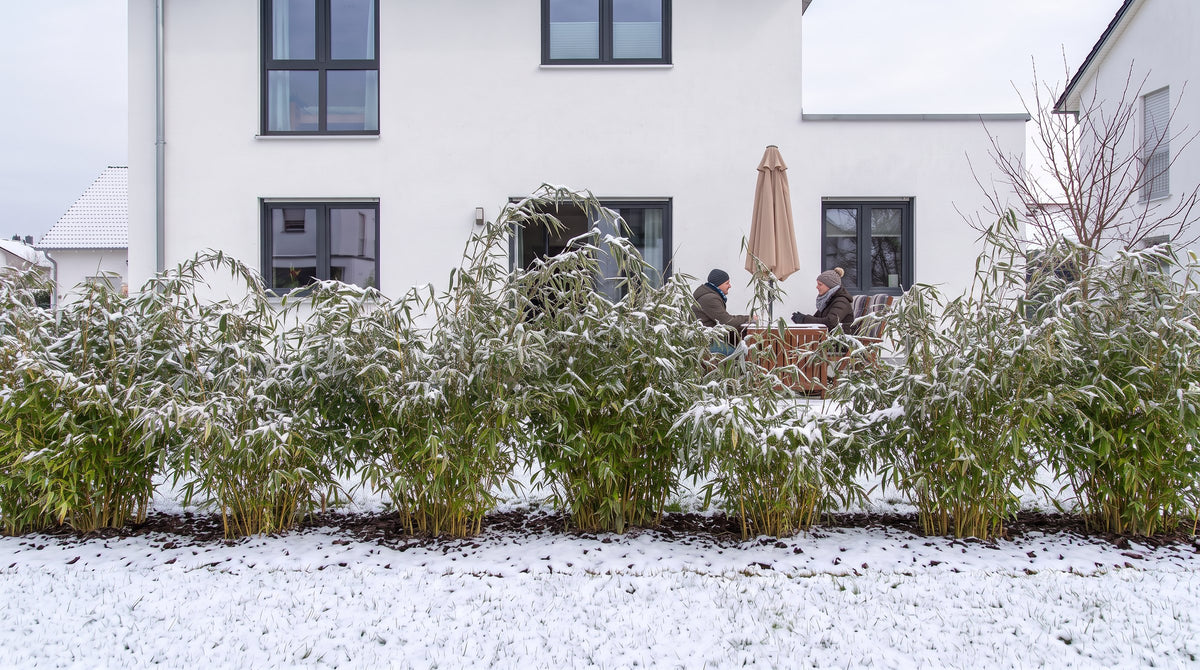 Schirmbambus als 1,80 m hohe Hecke (Winter) vor der Terrasse der Nachbarn – KI-Visualisierung