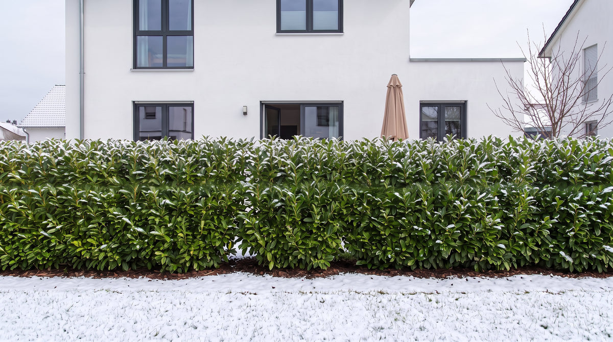 Kirschlorbeer als 1,80 m hohe Hecke (Winter) vor der Terrasse der Nachbarn – KI-Visualisierung