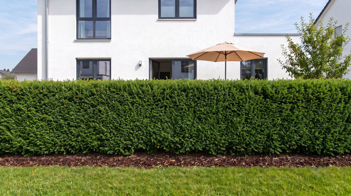 Eibe als 1,80 m hohe Hecke (Sommer) vor der Terrasse der Nachbarn – KI-Visualisierung
