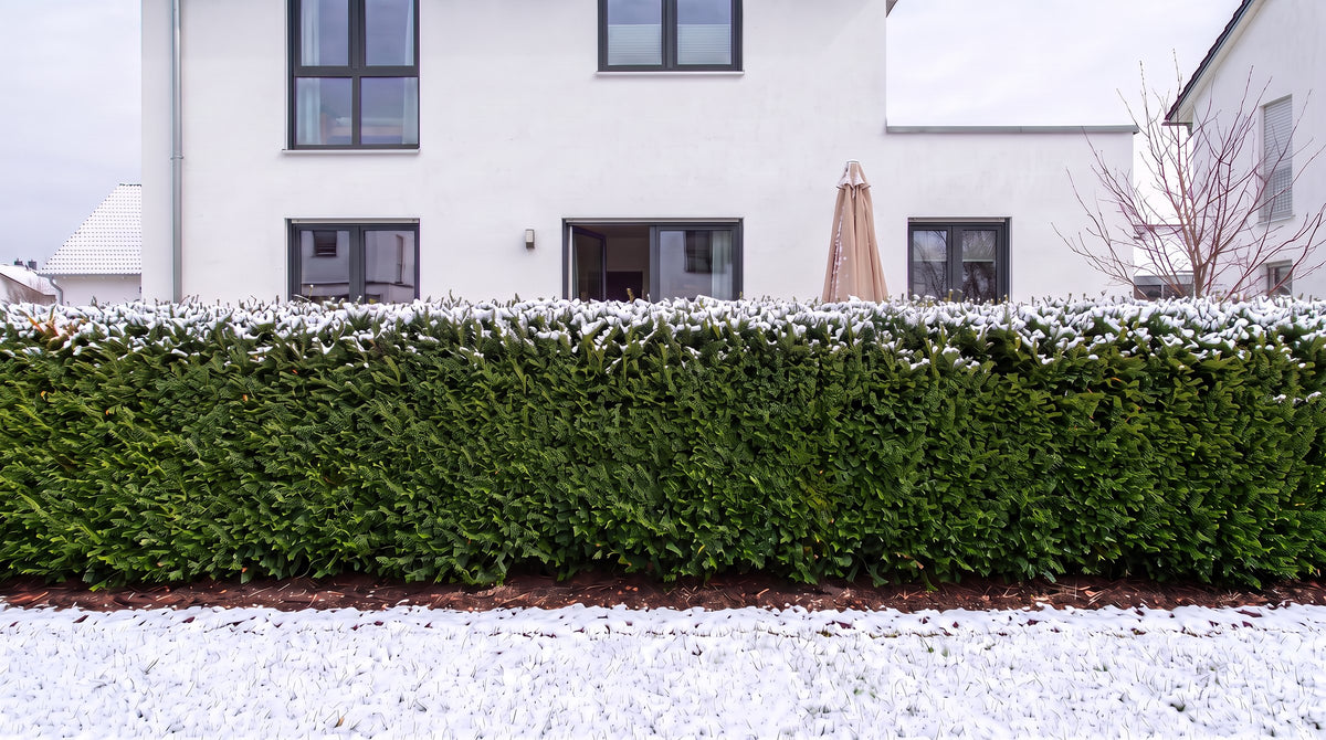 Eibe als 1,80 m hohe Hecke (Winter) vor der Terrasse der Nachbarn – KI-Visualisierung