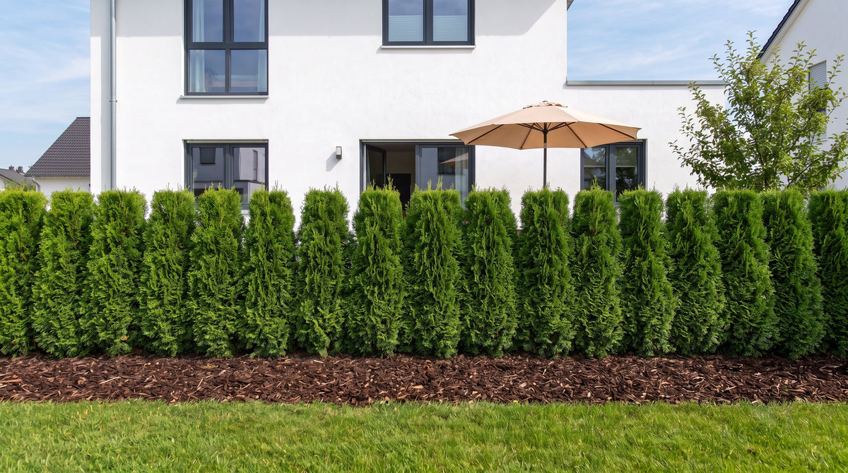 Thuja 'Smaragd' als 1,80 m hohe Hecke (Sommer) vor der Terrasse der Nachbarn – KI-Visualisierung