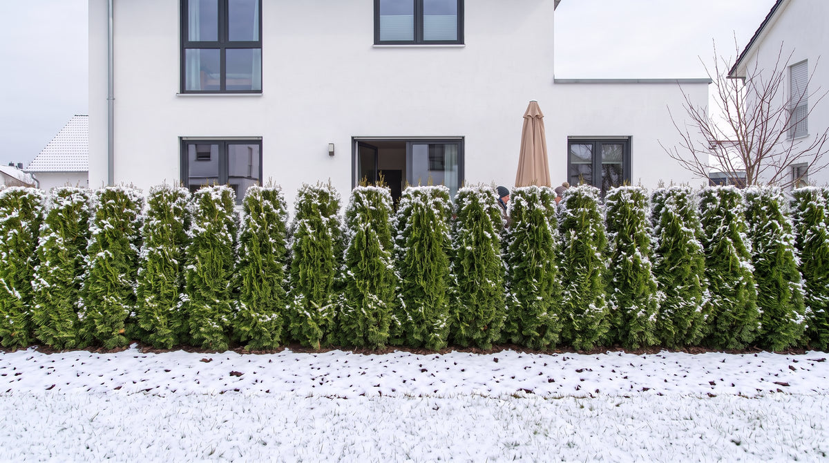 Thuja 'Smaragd' als 1,80 m hohe Hecke (Winter) vor der Terrasse der Nachbarn – KI-Visualisierung
