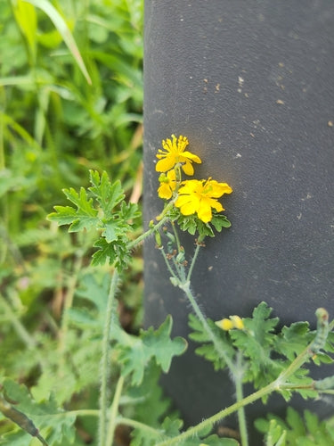 Siebenschläfer — Bild 5